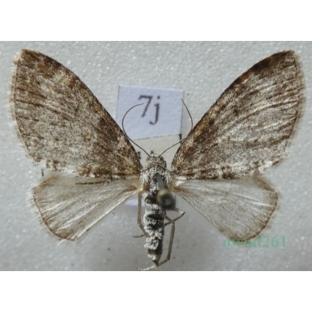 Lobophora halterata (Hufnagel, 1767) Płatynka osikówka Czech7j